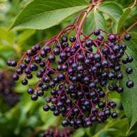 Elderberry