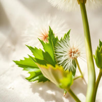 Dandelion Leaf