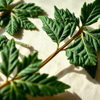 Nettle Leaf