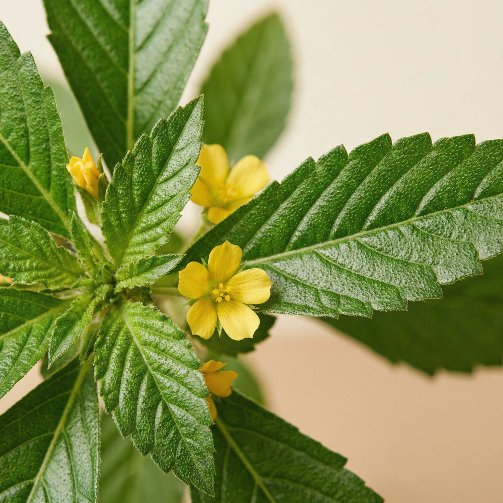 Damiana, an ingredient of Libido & Vitality