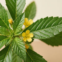 Damiana