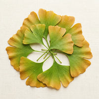 Ginkgo Biloba